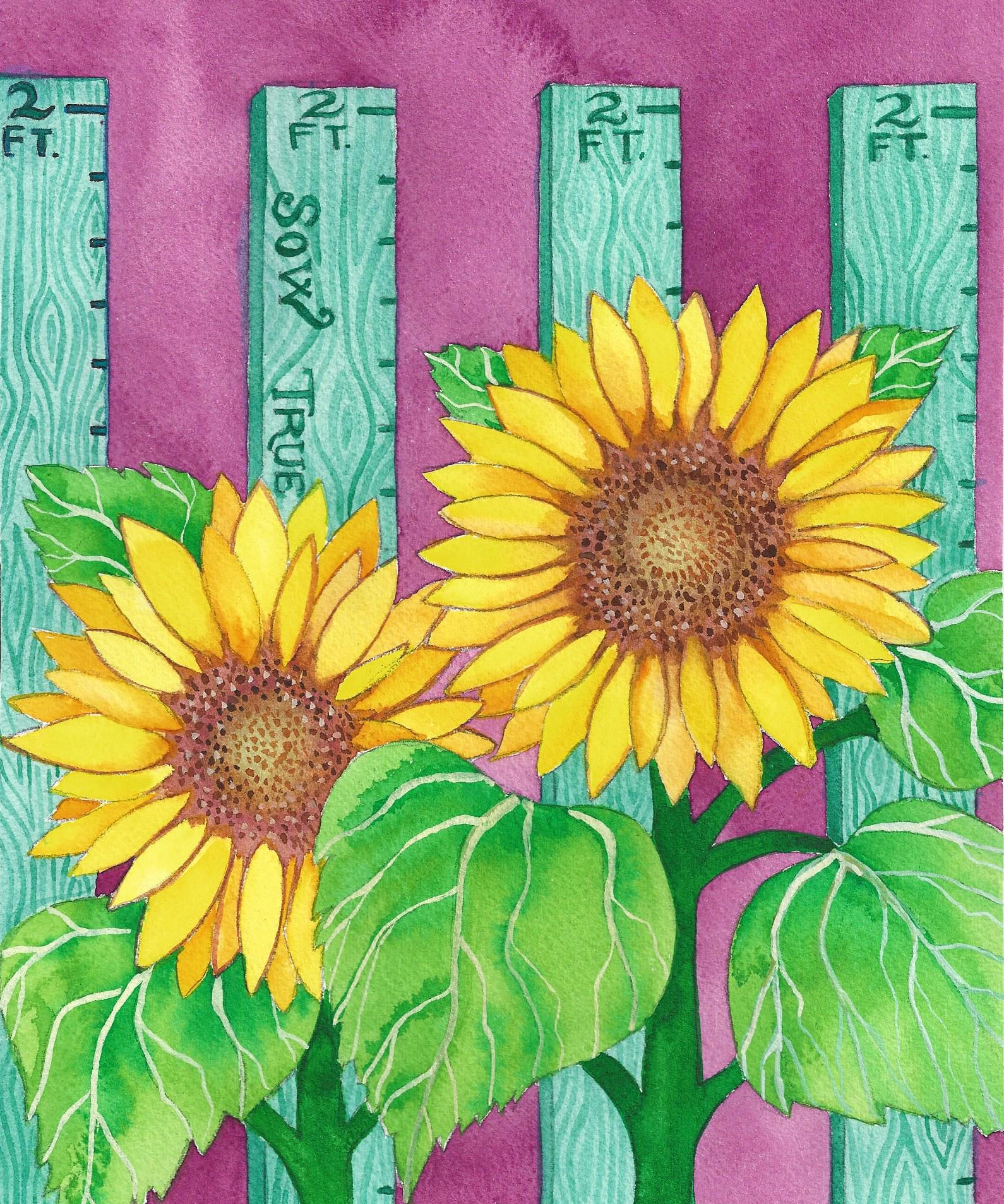 Sunflower Seeds - Sunspot Dwarf - Sow True Seed