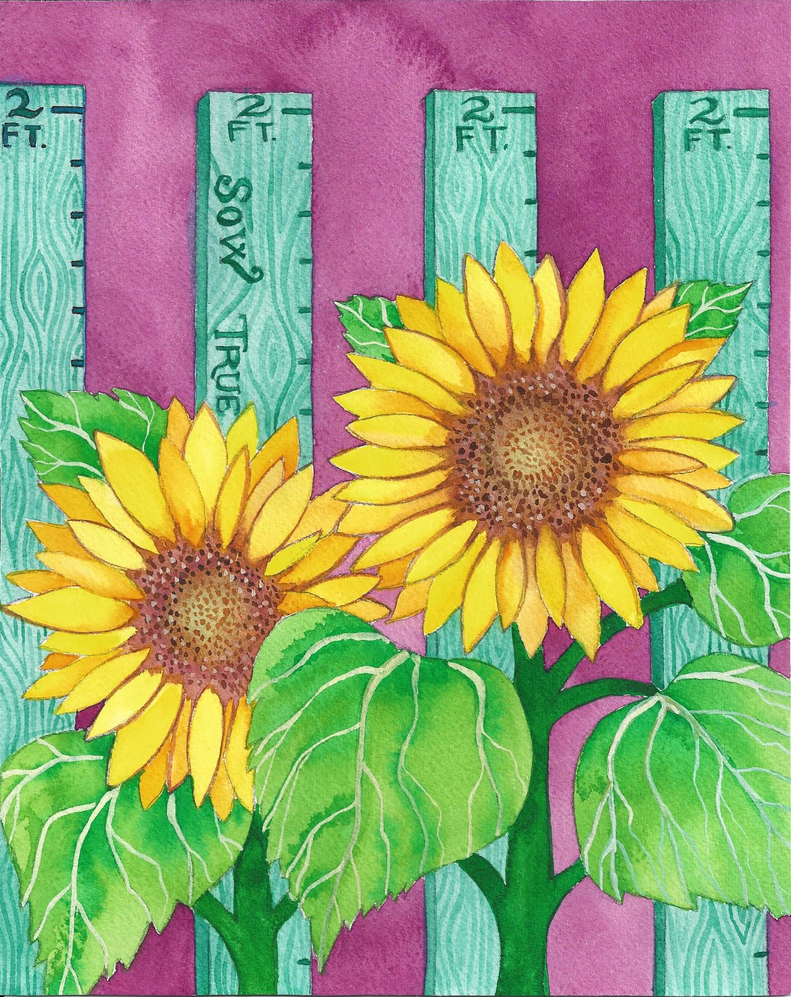Sunflower Seeds - Sunspot Dwarf - Sow True Seed