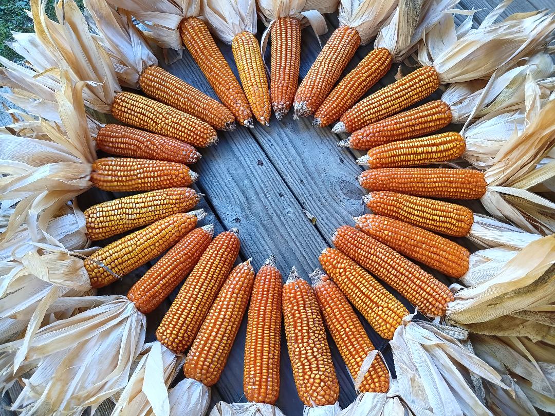 Dent Corn Seeds - Suwan-1 - Sow True Seed