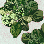 Asian Greens Seeds - Tatsoi - Sow True Seed
