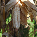 Dent Corn Seeds - Tennessee Red Cob, ORGANIC - Sow True Seed
