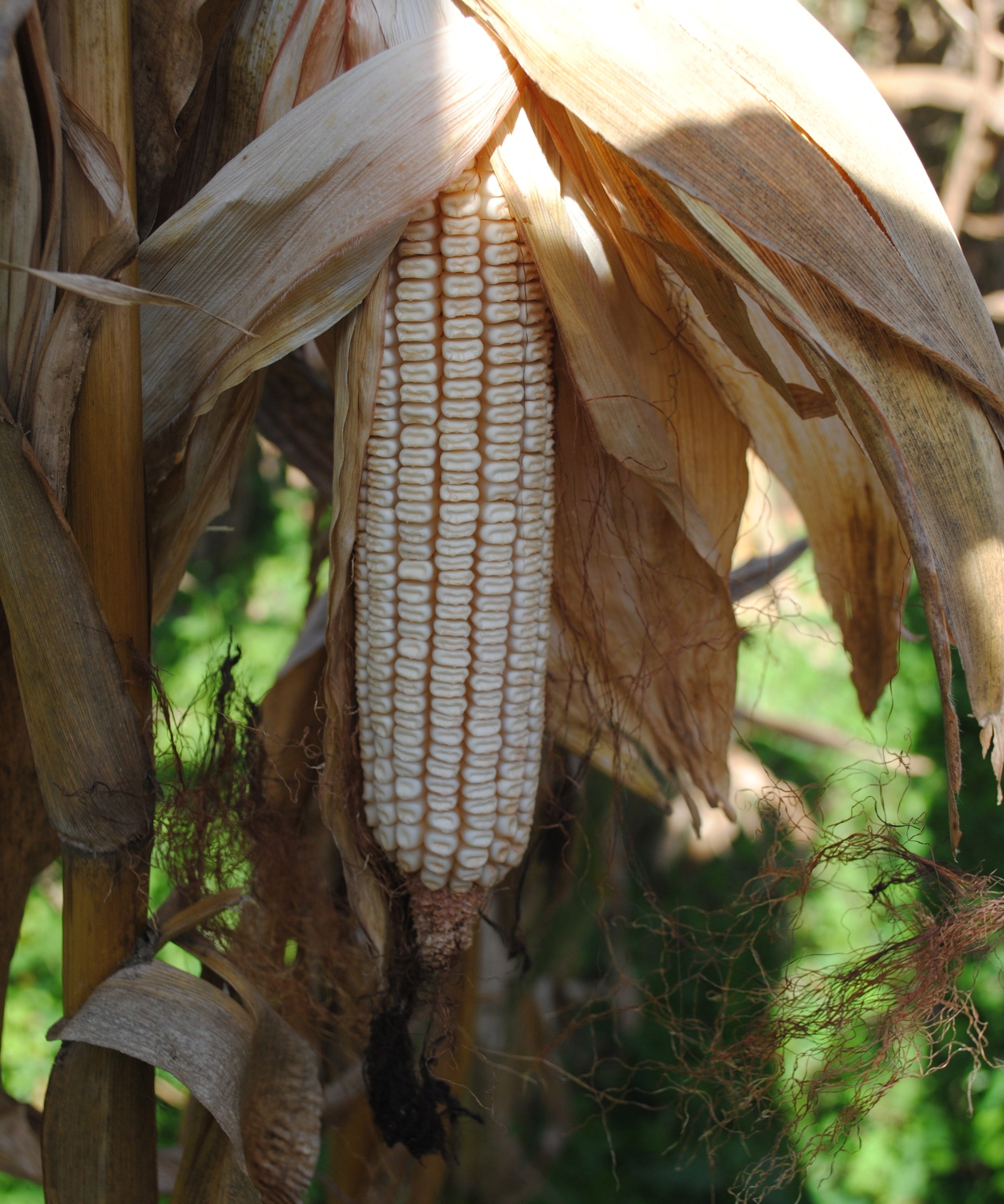 Dent Corn Seeds - Tennessee Red Cob, ORGANIC - Sow True Seed