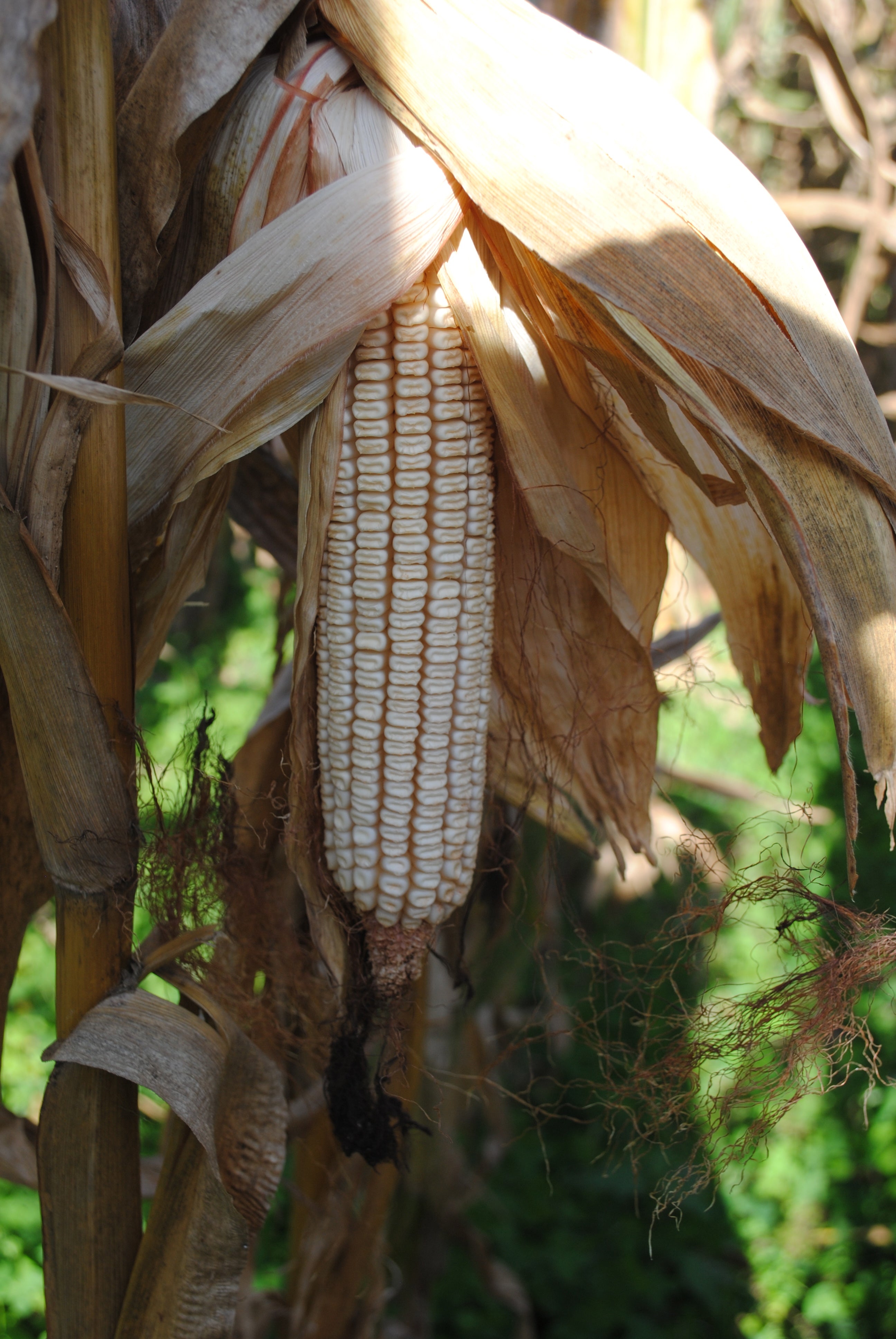 Dent Corn Seeds - Tennessee Red Cob, ORGANIC - Sow True Seed