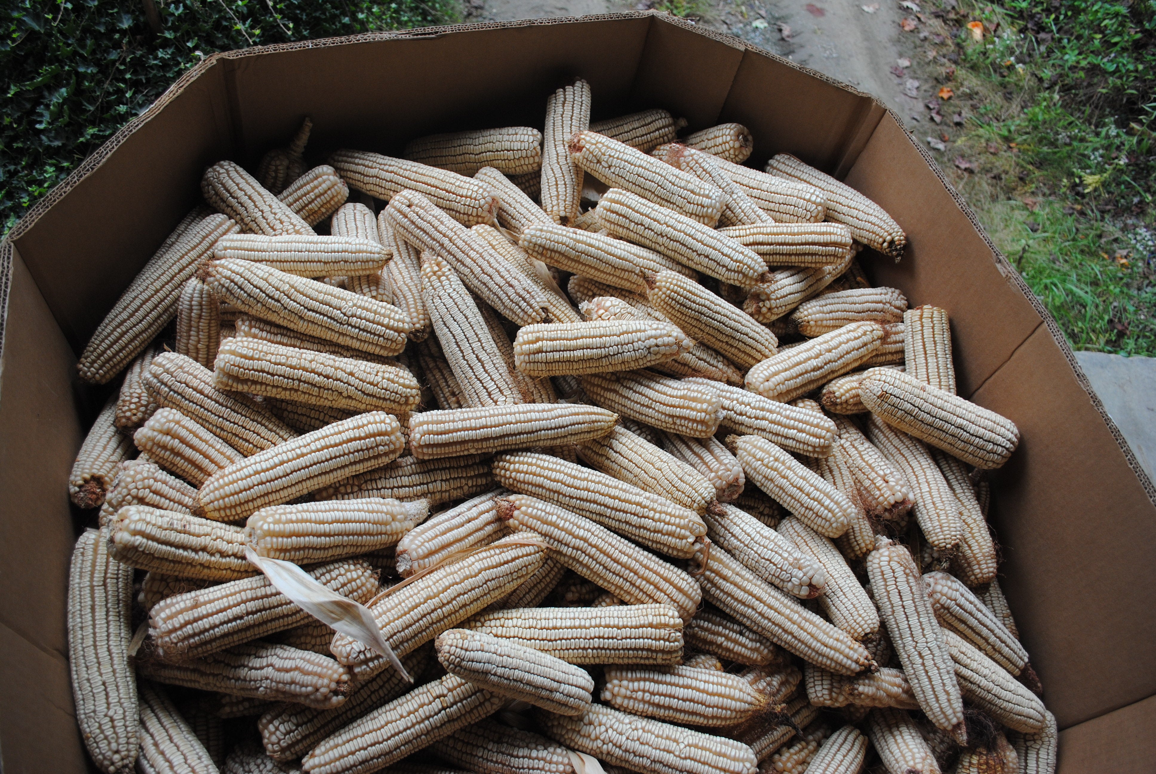 Dent Corn Seeds - Tennessee Red Cob, ORGANIC - Sow True Seed