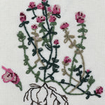 Thyme Seeds - English - Sow True Seed