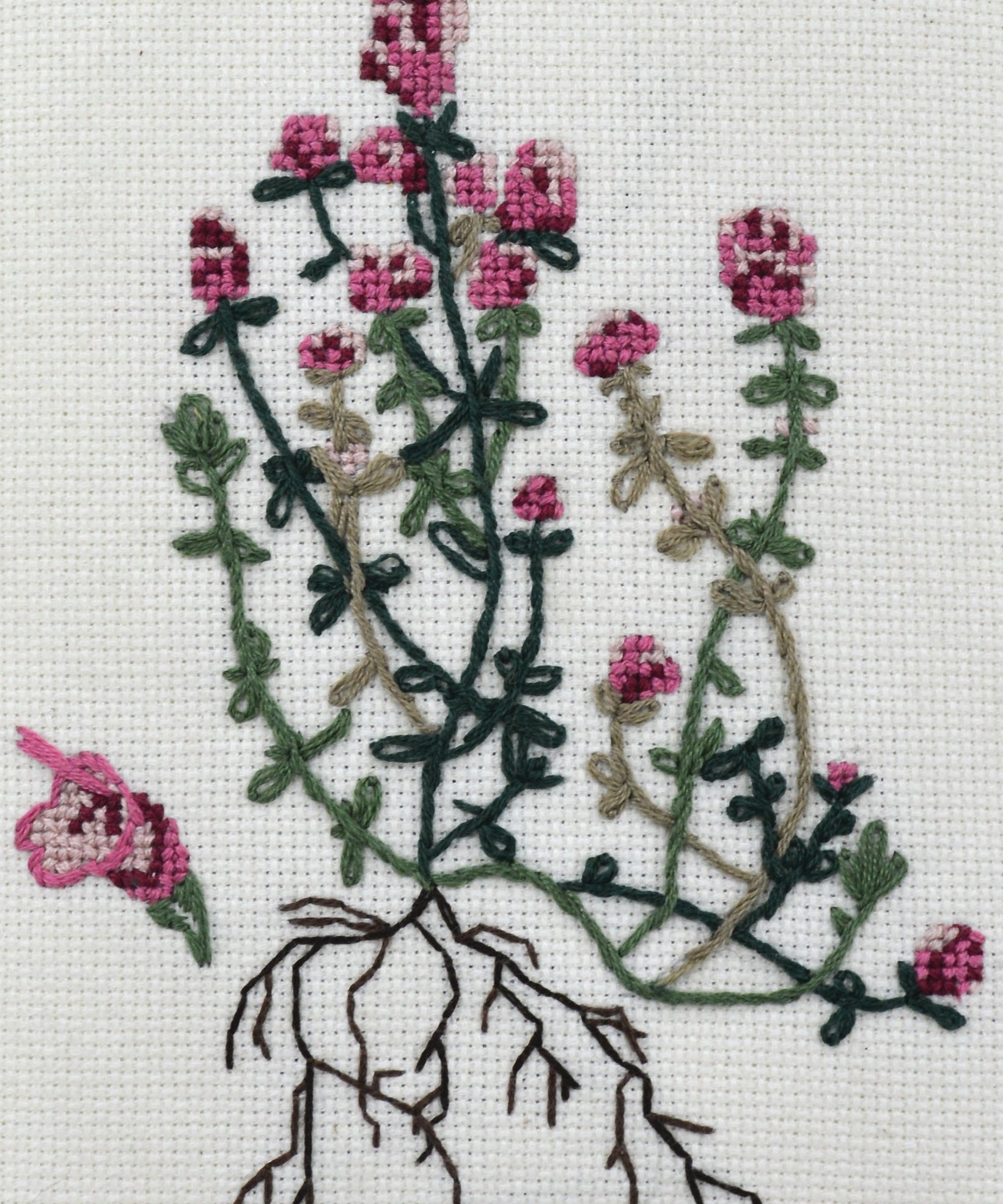 Thyme Seeds - English - Sow True Seed