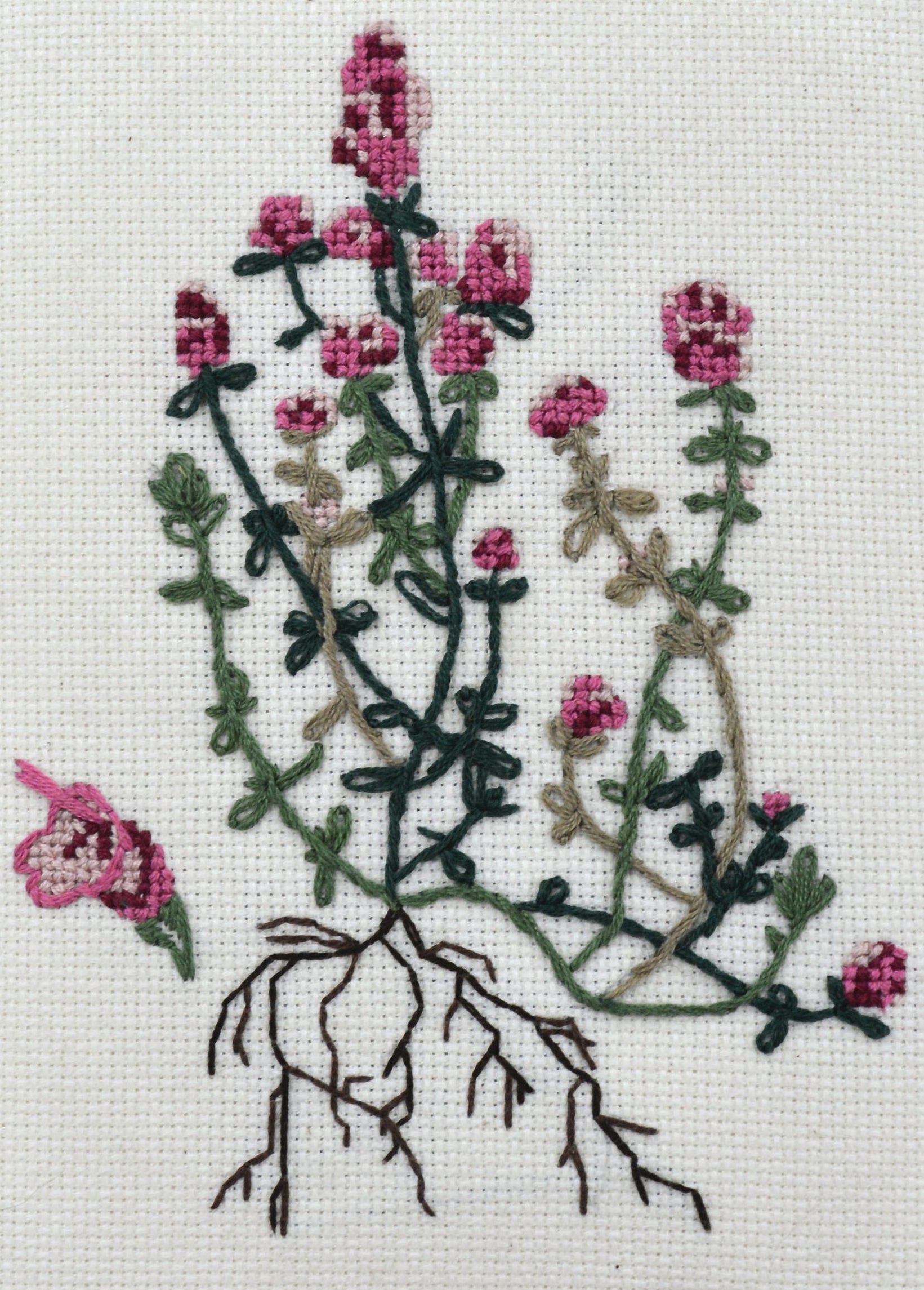 Thyme Seeds - English - Sow True Seed