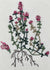 Thyme Seeds - English