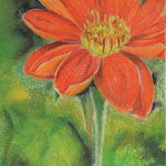 Tithonia Seeds - Mexican Sunflower - Sow True Seed