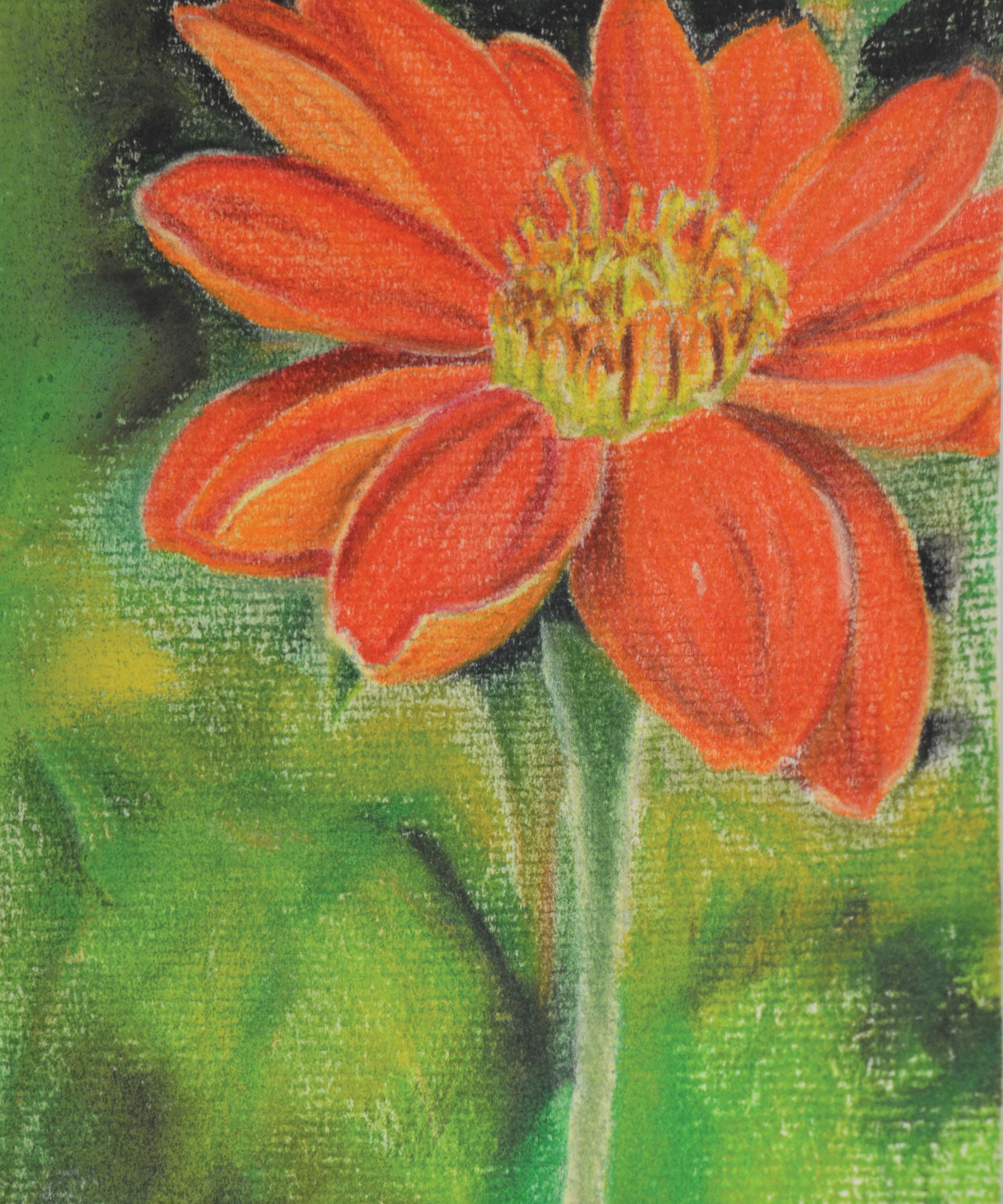 Tithonia Seeds - Mexican Sunflower - Sow True Seed