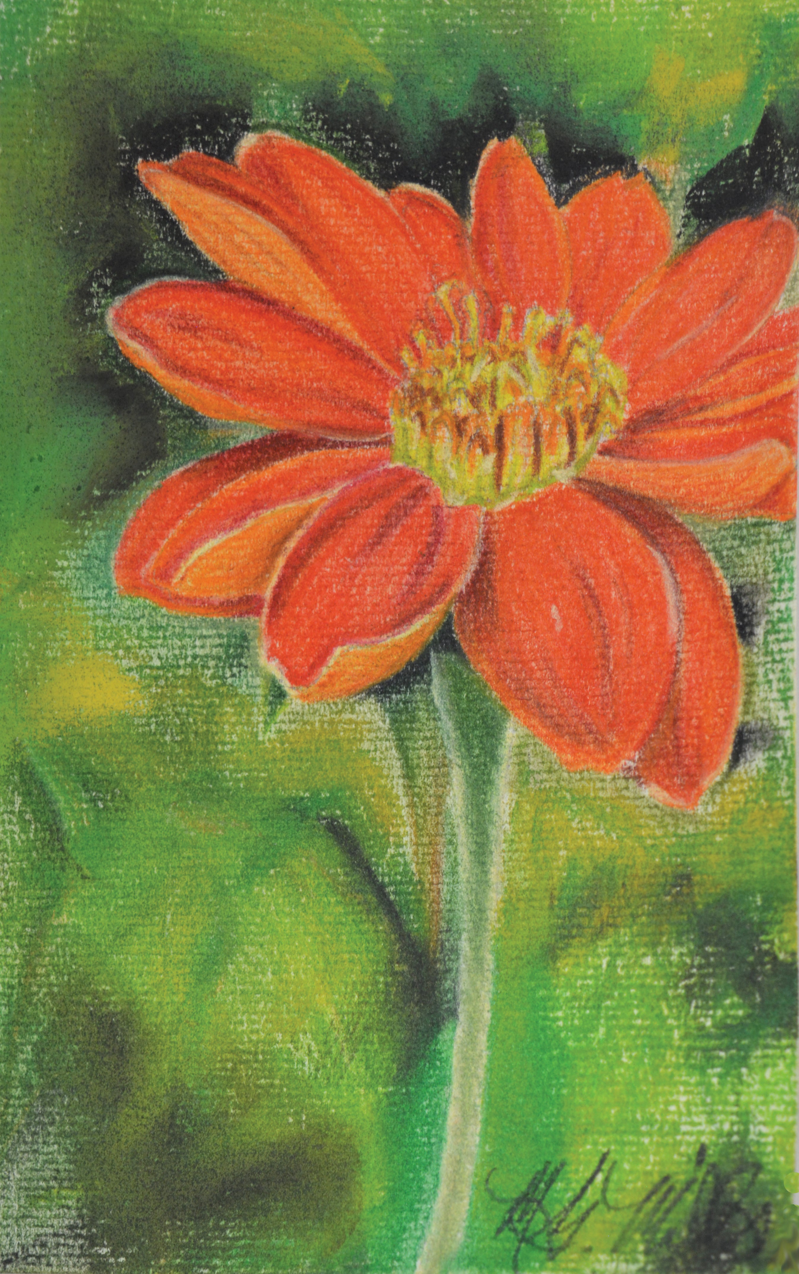 Tithonia Seeds - Mexican Sunflower - Sow True Seed