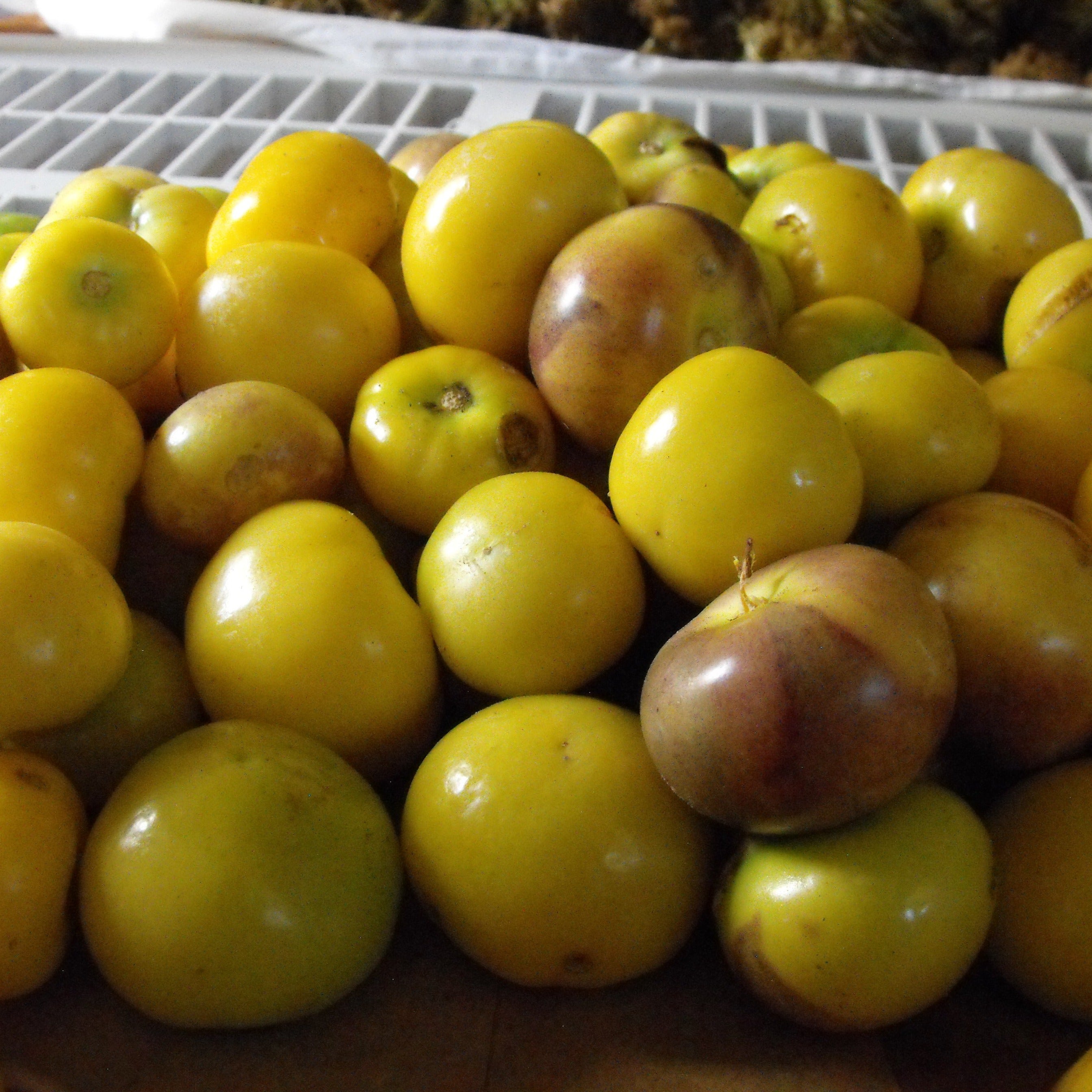 Tomatillo Seeds - Dr. Wyche's Yellow - Sow True Seed