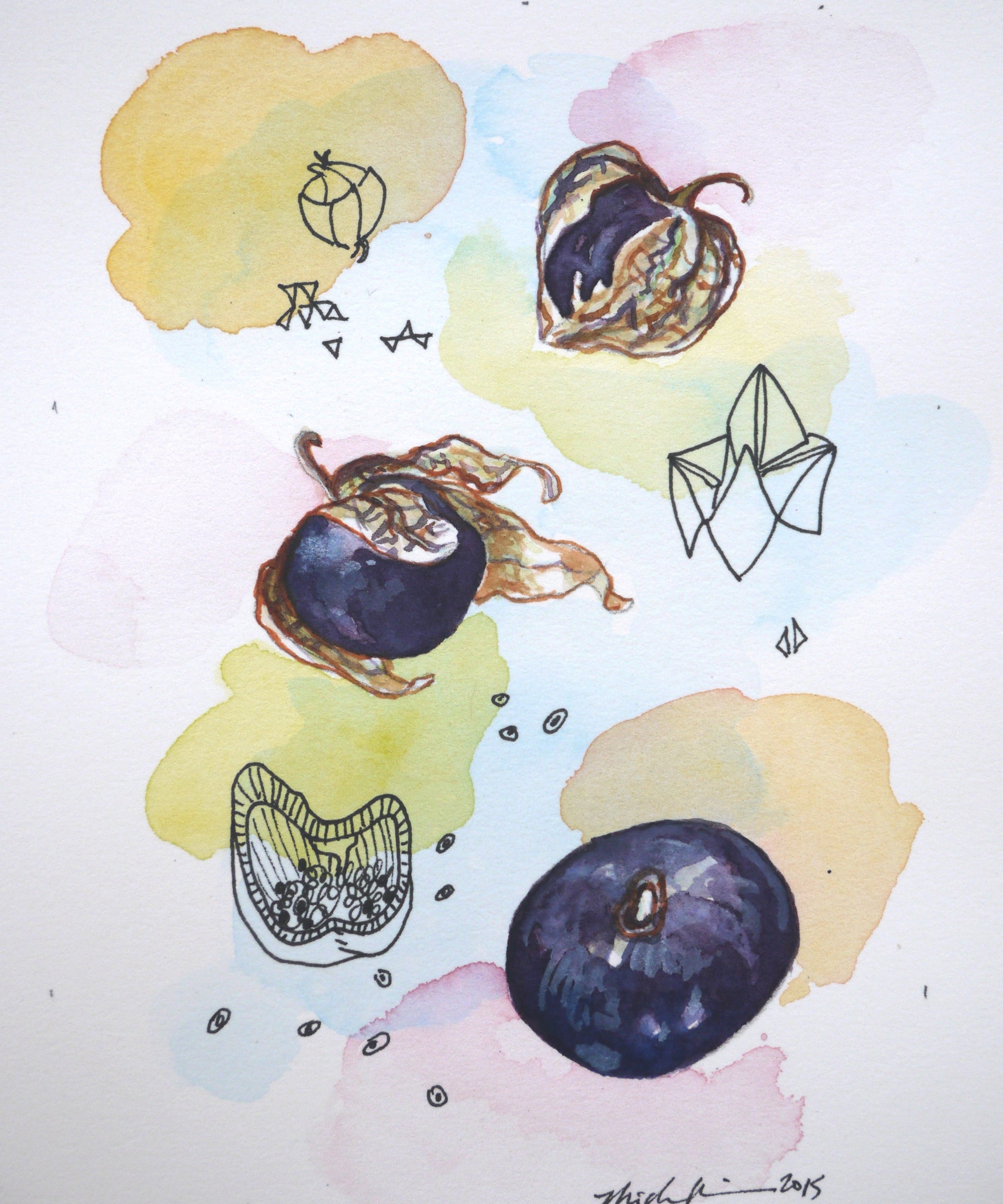 Tomatillo Seeds - Purple - Sow True Seed