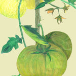 Slicing Tomato Seeds - Aunt Ruby's German Green, ORGANIC - Sow True Seed