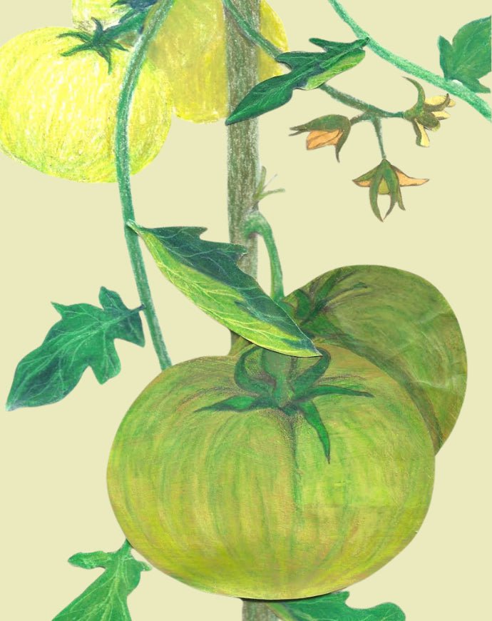 Slicing Tomato Seeds - Aunt Ruby's German Green, ORGANIC - Sow True Seed