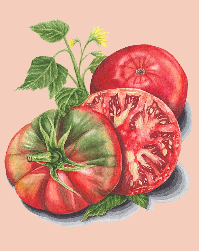 120+ Black From Tula Tomato Seeds - Rare Heirloom, Organic, Non-GMO Vegetable Seeds