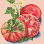 Slicing Tomato Seeds - Black From Tula - Sow True Seed