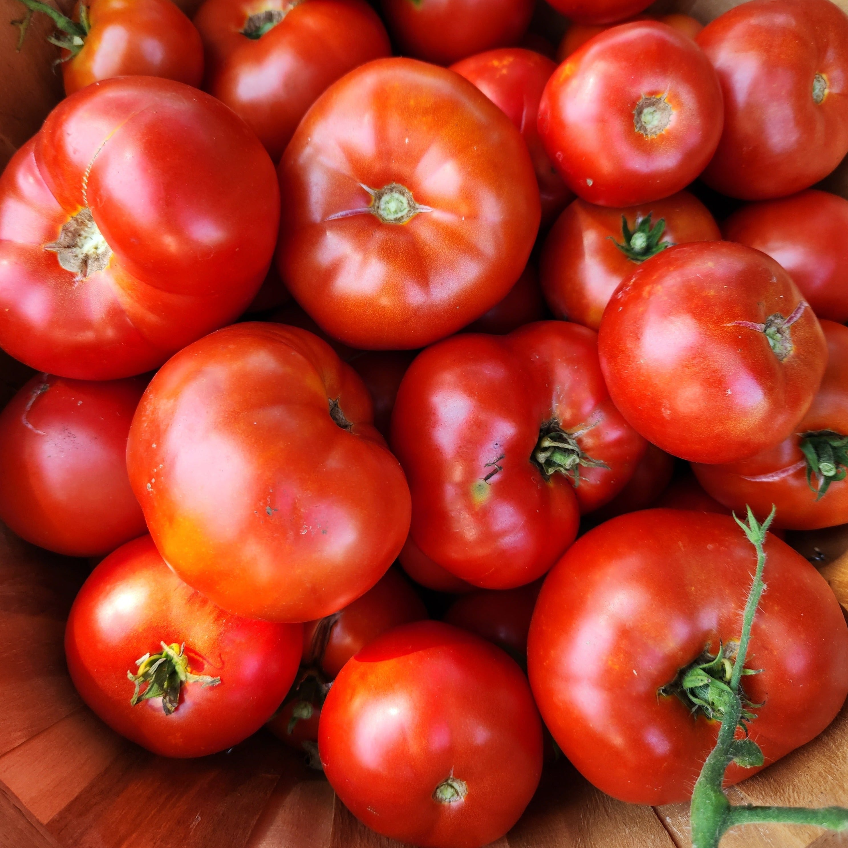 Slicing Tomato Seeds - Moskvitch - Sow True Seed