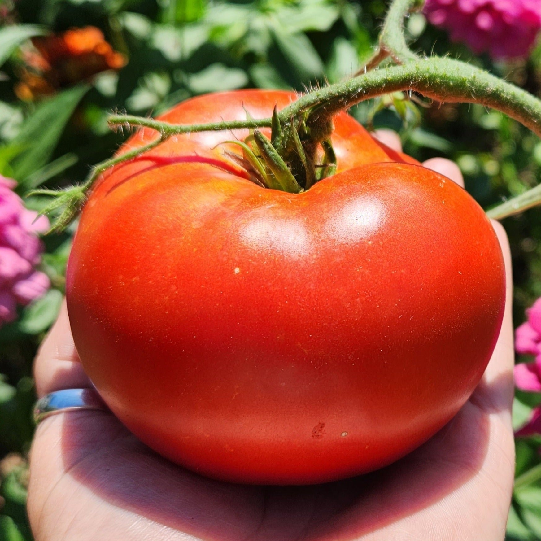 Slicing Tomato Seeds - Moskvitch - Sow True Seed