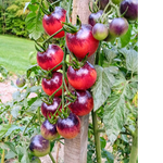 Cherry Tomato Seeds - Nightcap - Sow True Seed