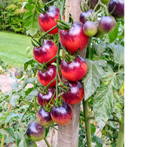 Cherry Tomato Seeds - Nightcap - Sow True Seed