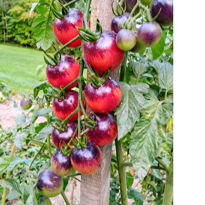 Cherry Tomato Seeds - Nightcap - Sow True Seed