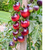 Cherry Tomato Seeds - Nightcap - Sow True Seed