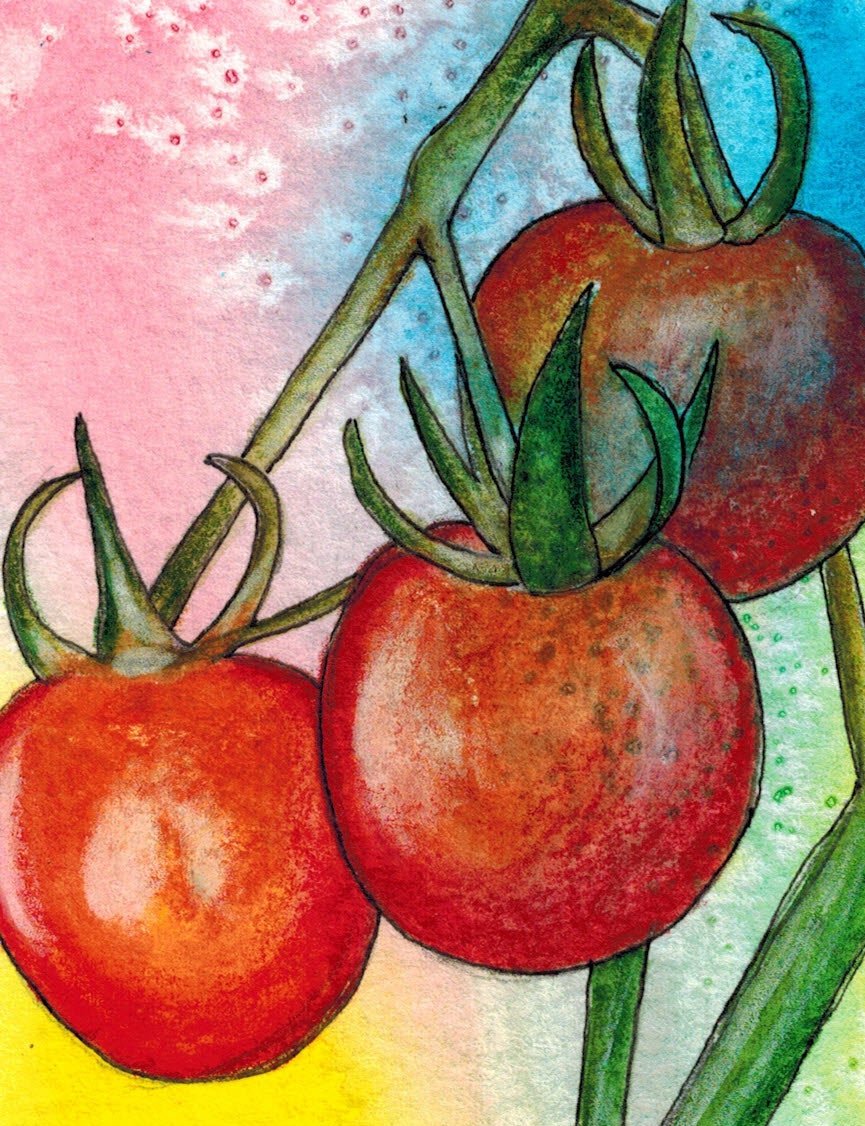 Cherry Tomato Seeds - Chadwick Cherry, ORGANIC - Sow True Seed