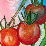 Cherry Tomato Seeds - Chadwick Cherry, ORGANIC - Sow True Seed