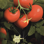 Slicing Tomato Seeds - Rutgers VF - Sow True Seed
