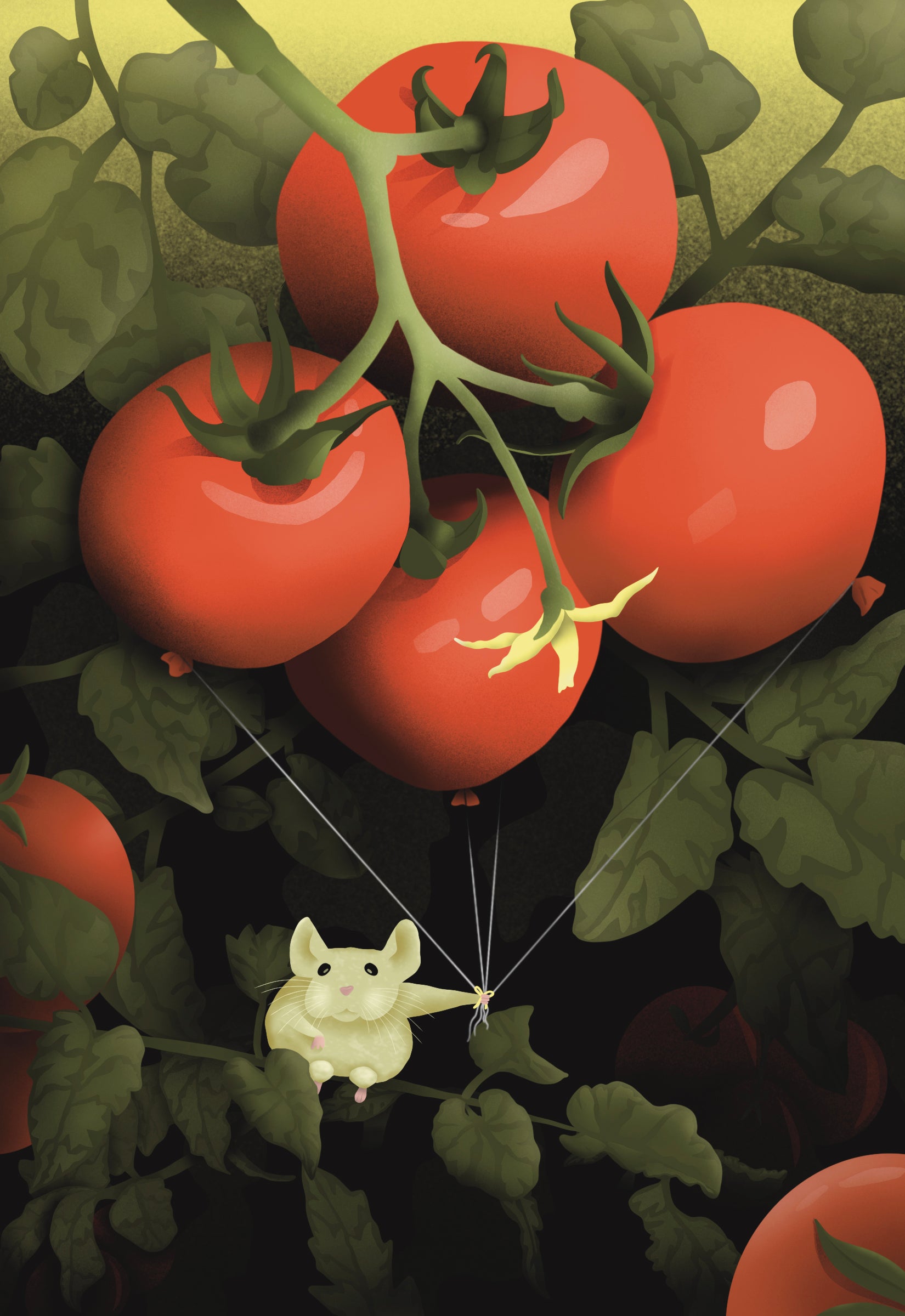 Slicing Tomato Seeds - Rutgers VF - Sow True Seed