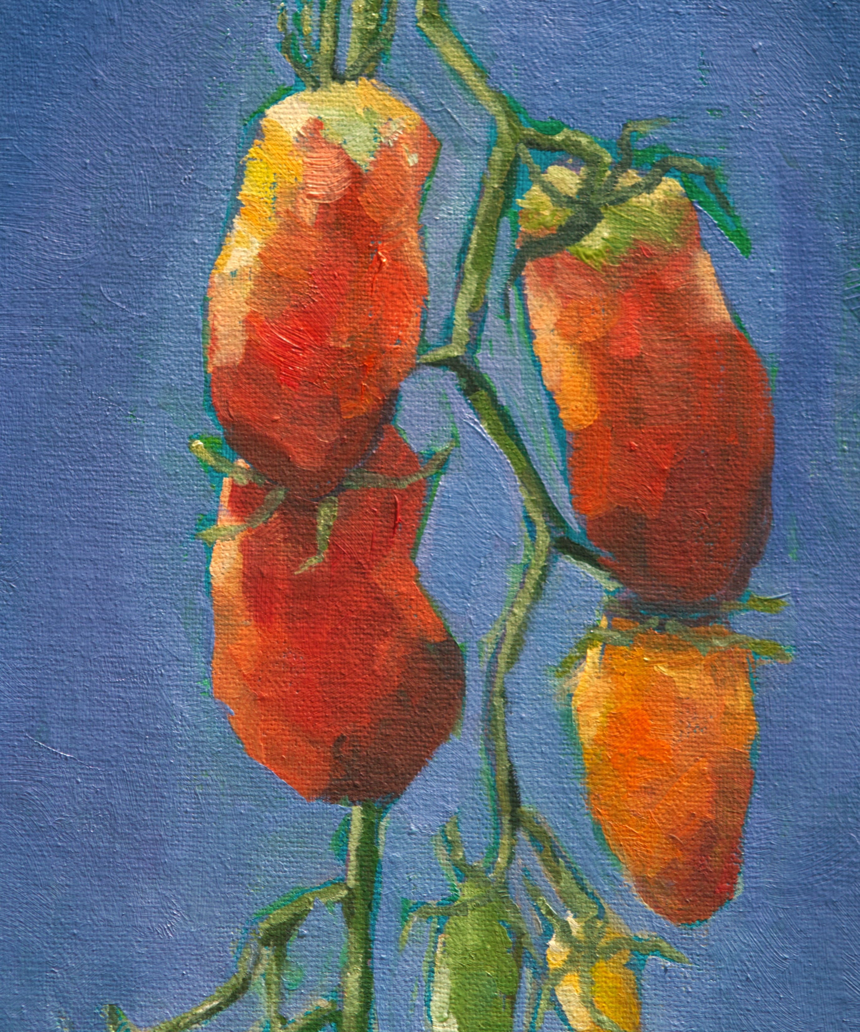 Paste Tomato Seeds - San Marzano - Sow True Seed