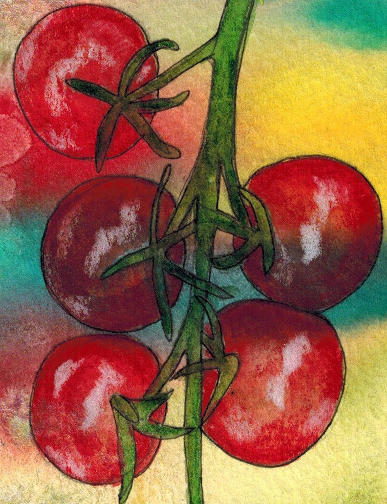 Cherry Tomato Seeds - Tiny Tim - Sow True Seed