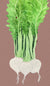 Turnip Seeds - Shogoin