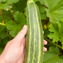 Summer Squash Seeds - Cocozelle Zucchini - Sow True Seed