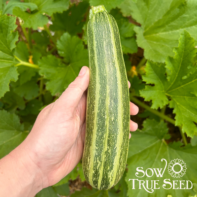 Summer Squash Seeds - Cocozelle Zucchini