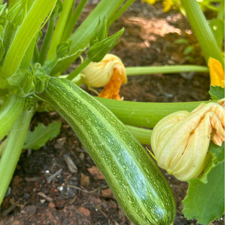 Summer Squash Seeds - Cocozelle Zucchini - Sow True Seed