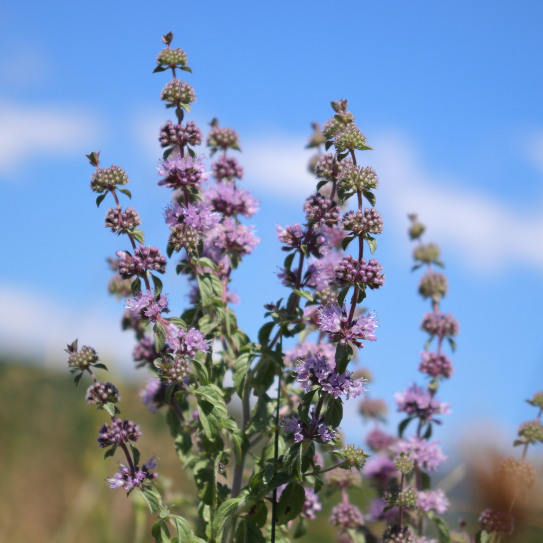 Pennyroyal Seeds - Sow True Seed