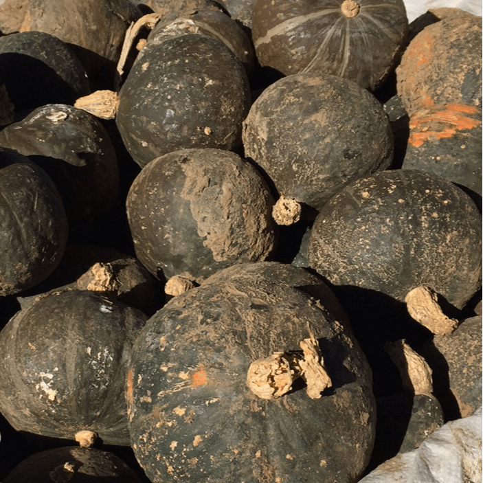 Kabocha squashes in a bin