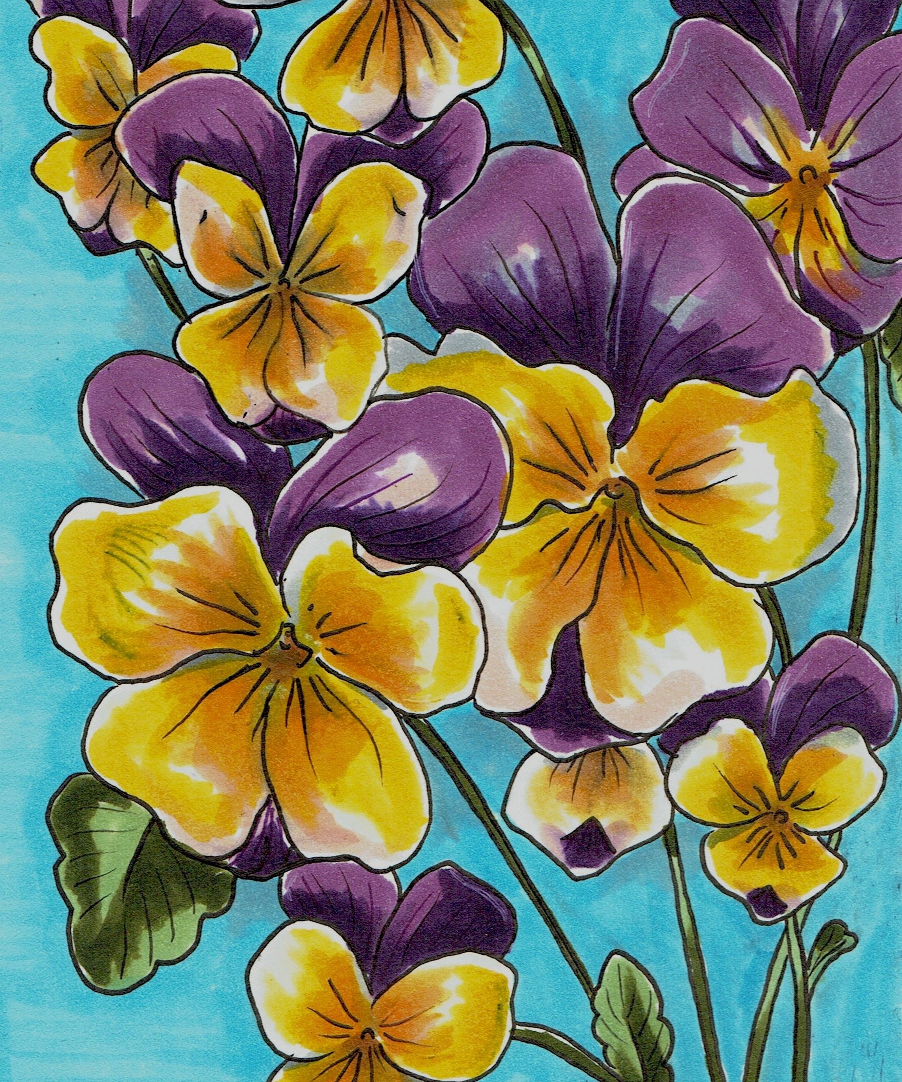 Viola Seeds - Johnny Jump-up - Sow True Seed
