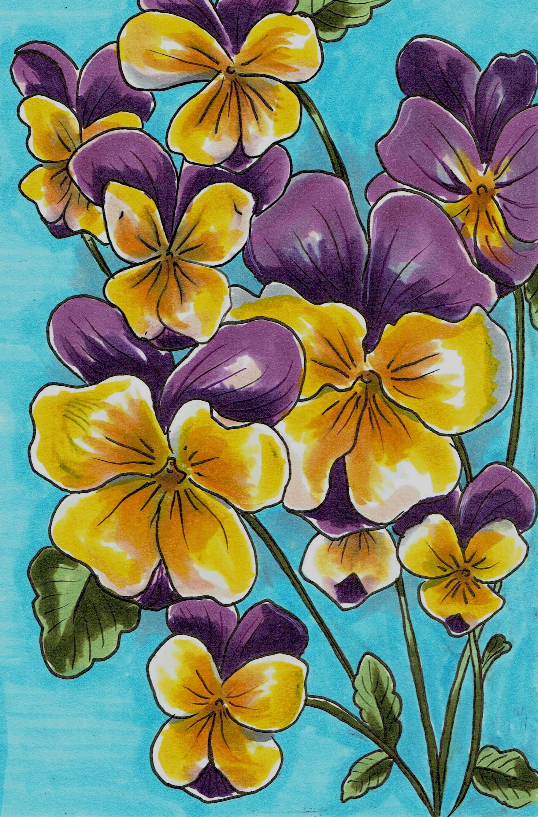 johnny jump up flower seeds Johnny Jump Up Viola Seeds