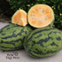 Watermelon Seeds - Orangeglo