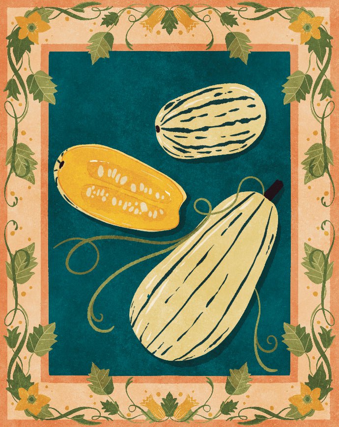 Winter Squash Seeds - Delicata Bush - Sow True Seed