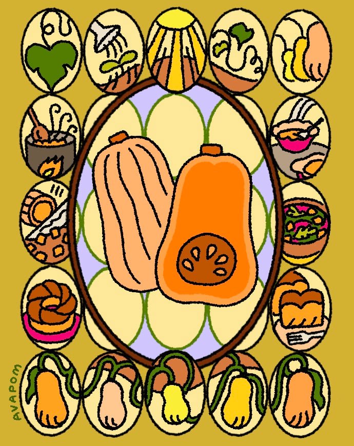 Winter Squash Seeds - Waltham Butternut - Sow True Seed