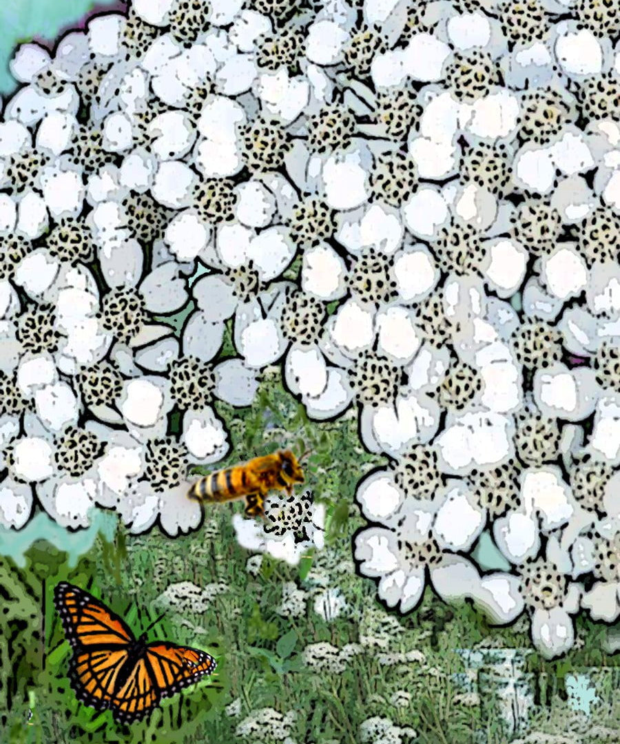 Yarrow Seeds - White - Sow True Seed