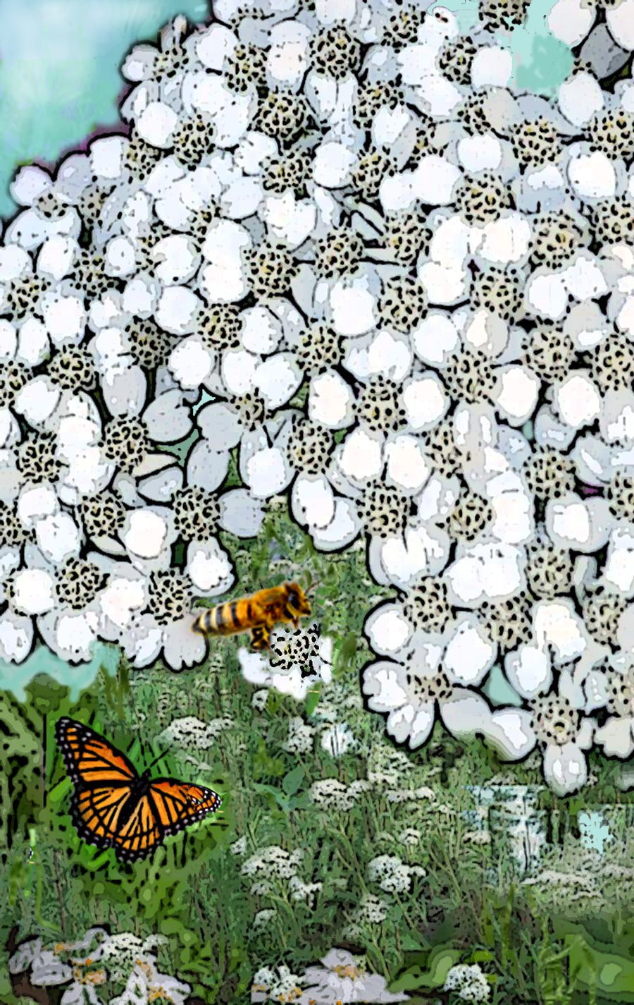 Yarrow Seeds - White - Sow True Seed