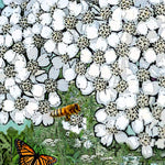 Yarrow Seeds - White - Sow True Seed