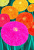 Zinnia Seeds - Lilliput Mix