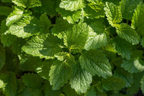 Lemon Balm Seeds - Sow True Seed