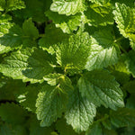 Lemon Balm Seeds - Sow True Seed